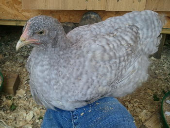 Thumbnail: Lavender Cuckoo Orpington Hatching Eggs 1ct