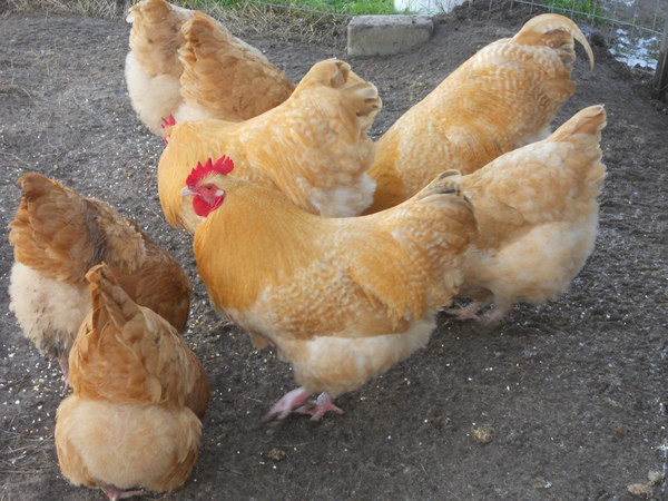 Lemon Cuckoo Orpington Hatching Eggs 1ct