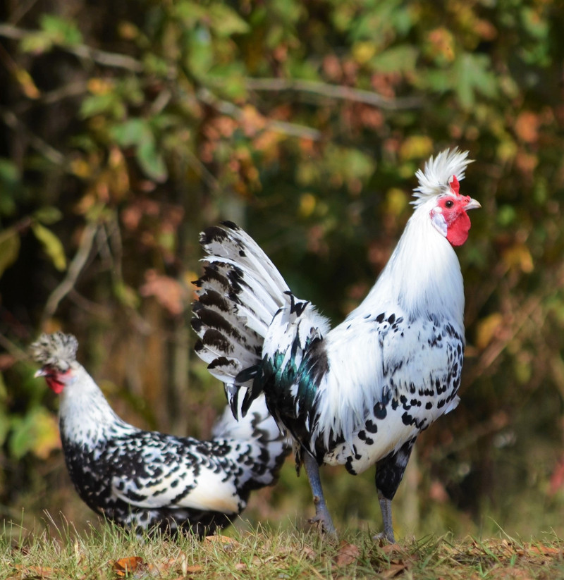 Appenzeller Spitzhauben Hatching Eggs 12ct