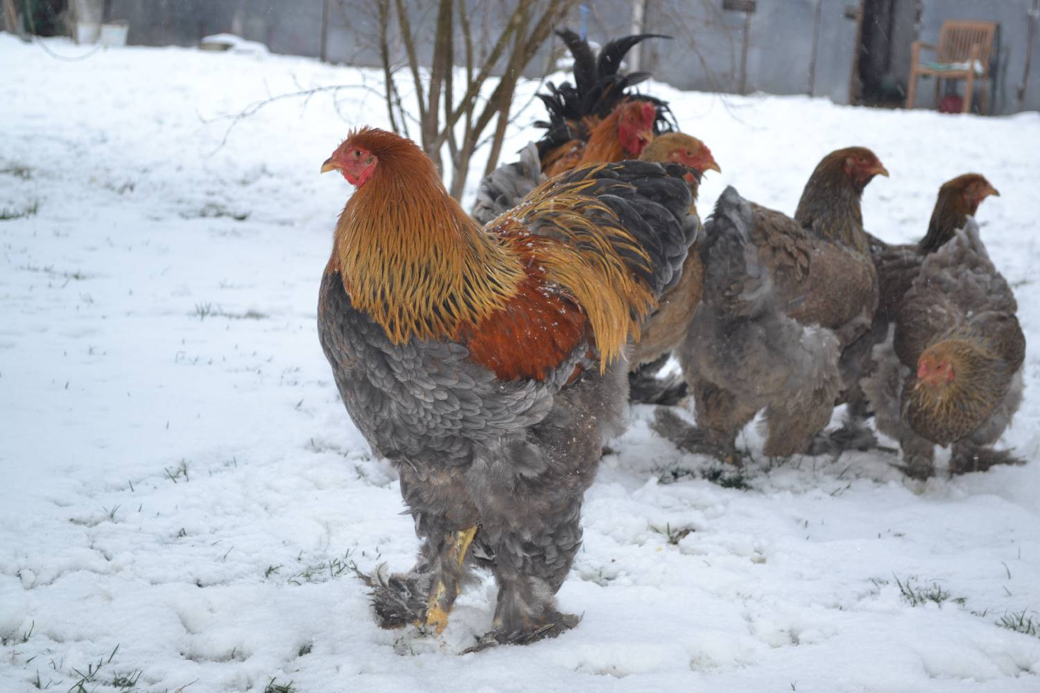 Blue Partridge Brahma Hatching Eggs 6ct
