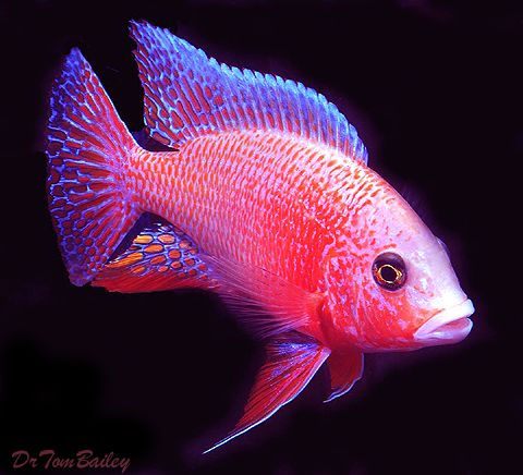 Thumbnail: Aulonocara Firefish
