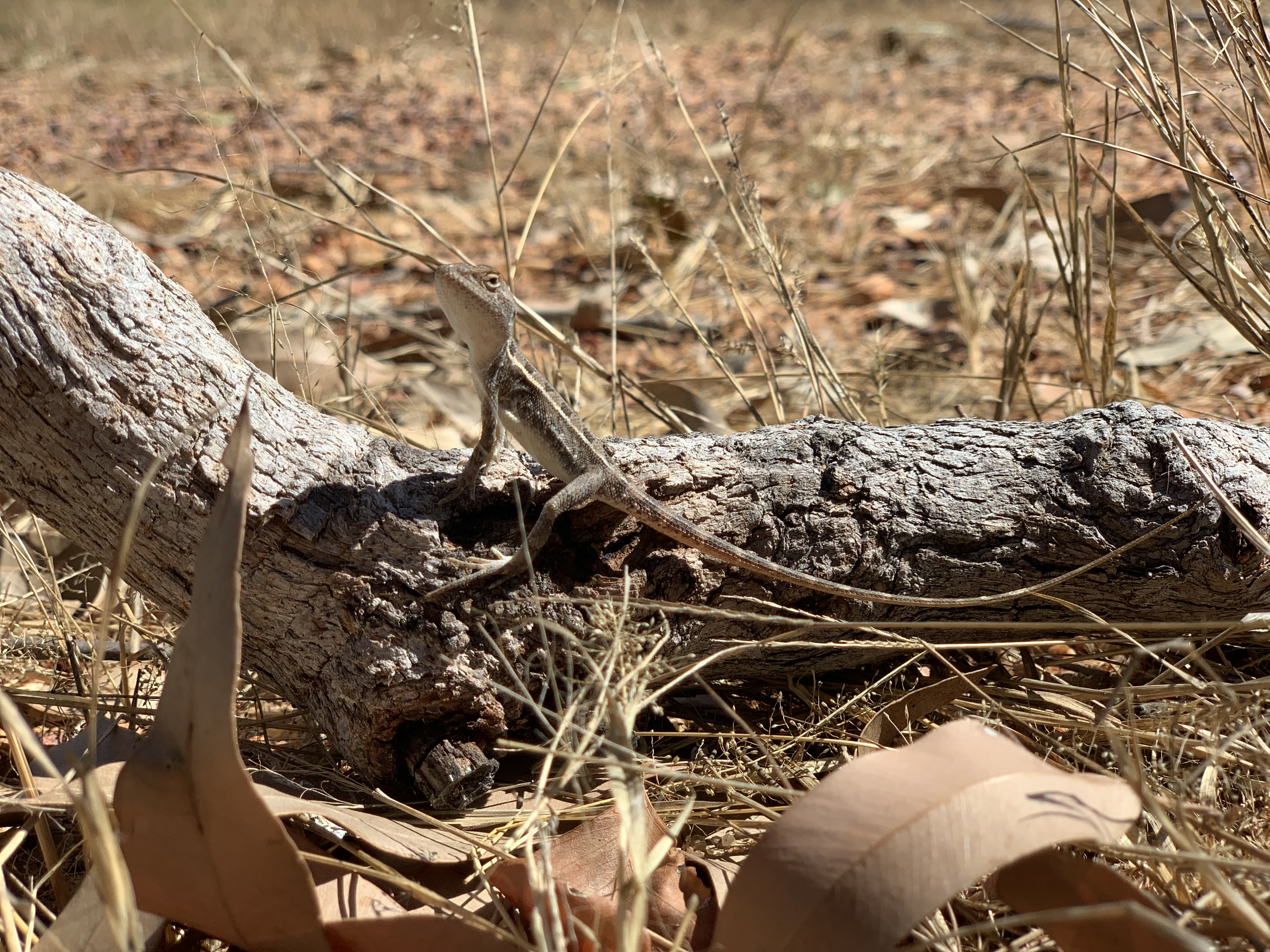 Wildlife on Olkola Country