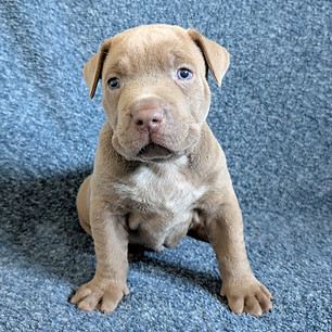 xl-american-bully-puppy-blue-eyes