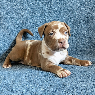 red-merle-xl-bully-puppy-side-profile_edited.jpg