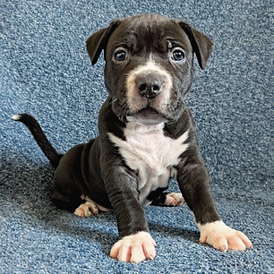 black-xl-american-bully-puppy-white-chest_edited.jpg