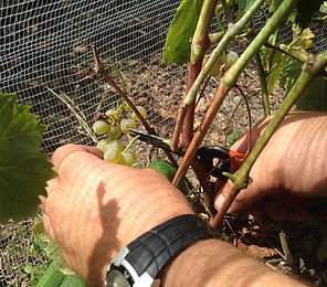 vendemmia_monteverdi2.jpg