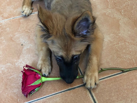 Coconut Services will like to wish all Families, Friends And Clients a Happy Valentine's Day 2020.