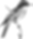 bird.jpeg