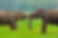 sri-lanka-wildlife-elephants.jpg
