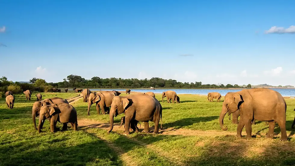 elephant gathering Minneriya.webp