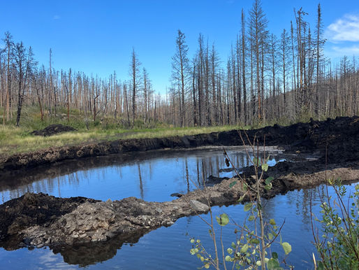 Restoring Elk Creek After the Cameron Peak Fire