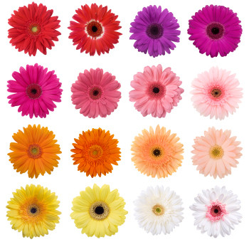 Pop-in Daisies