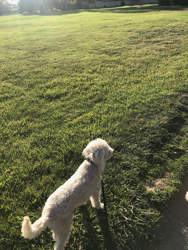 poodles and parks 2.jpeg