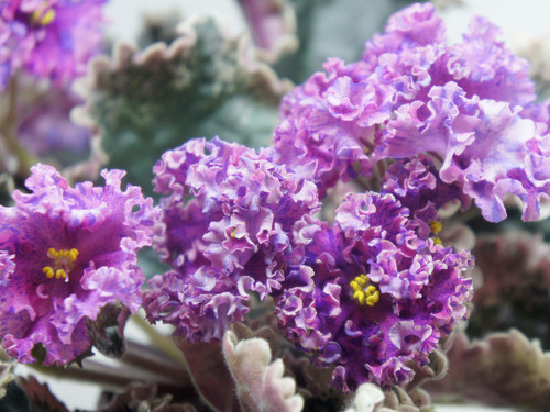 Р-Кармен | magazinfialok