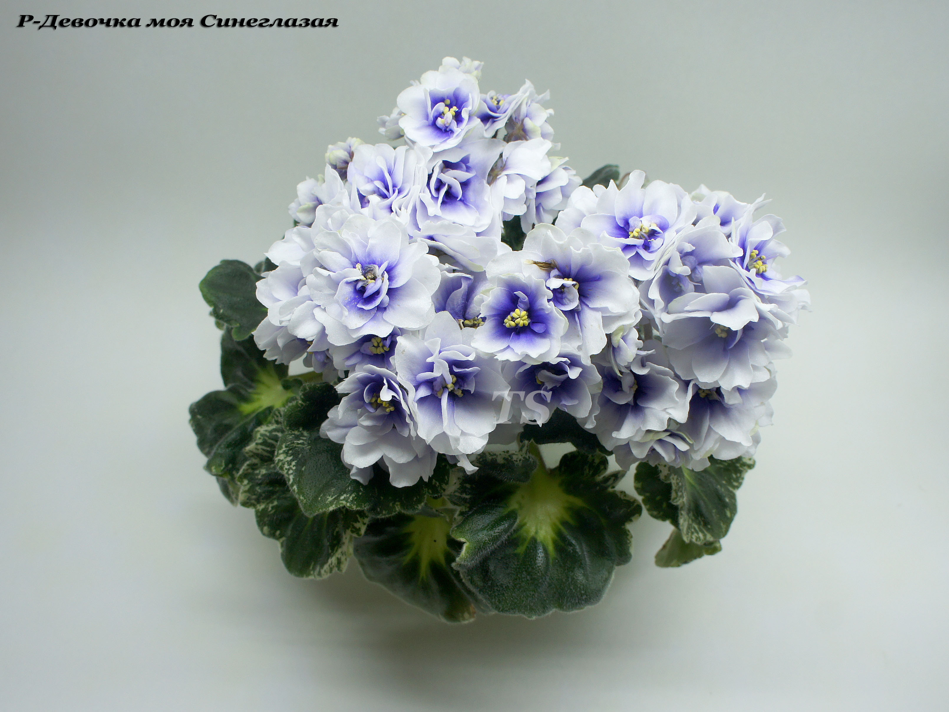 Купить Фиалки В Новосибирске Иванова Марина