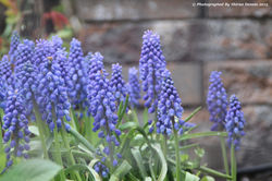 Flowers2_Fire_Island