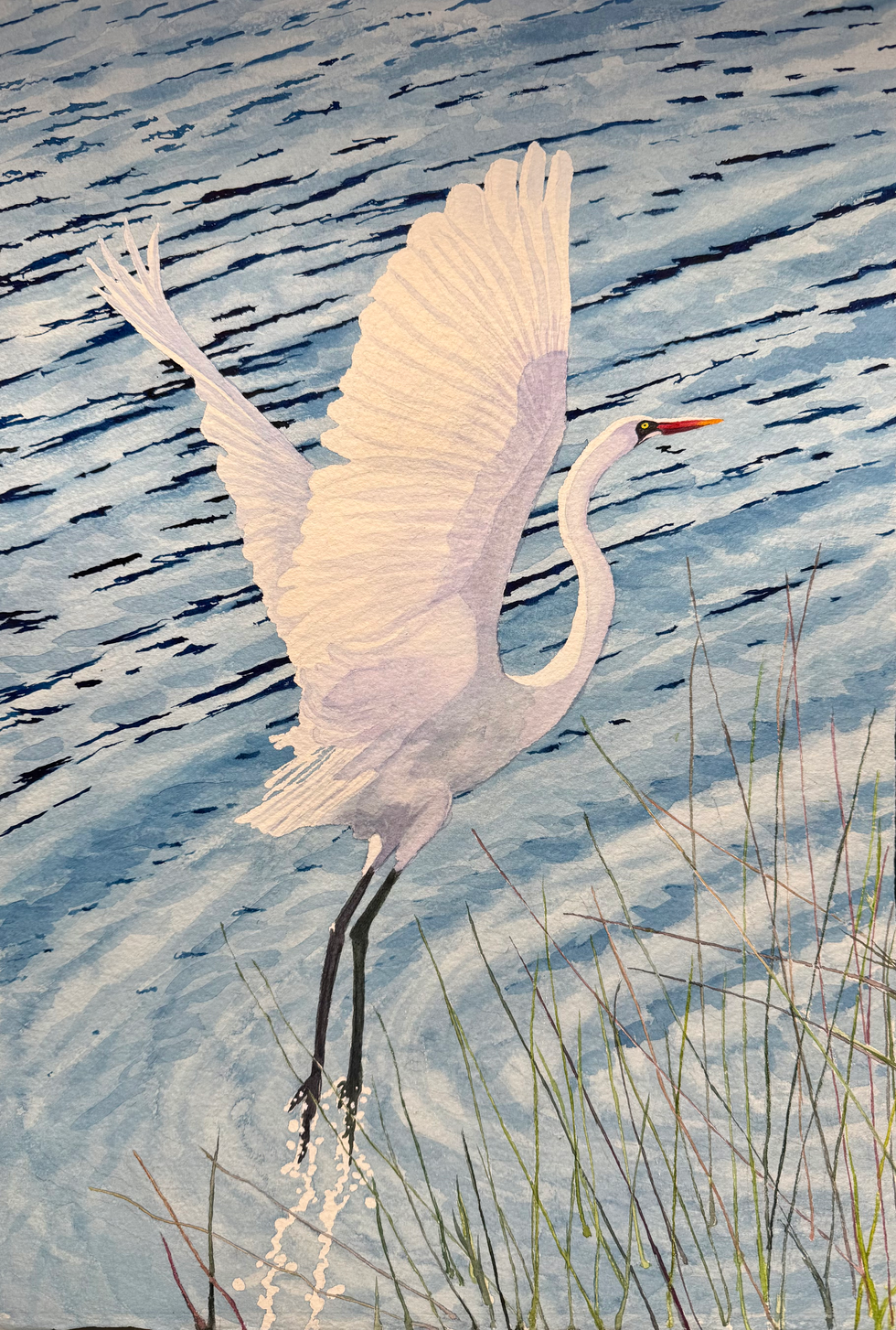 White Egret Taking Off #2