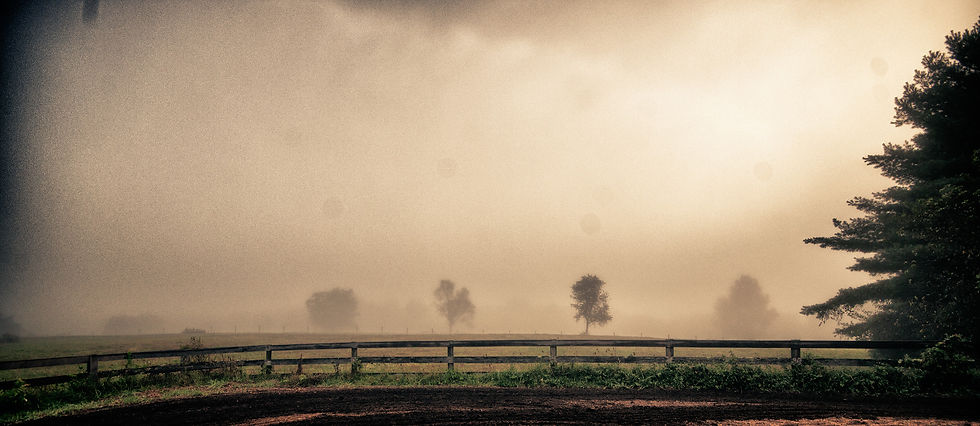foggy-fenceline