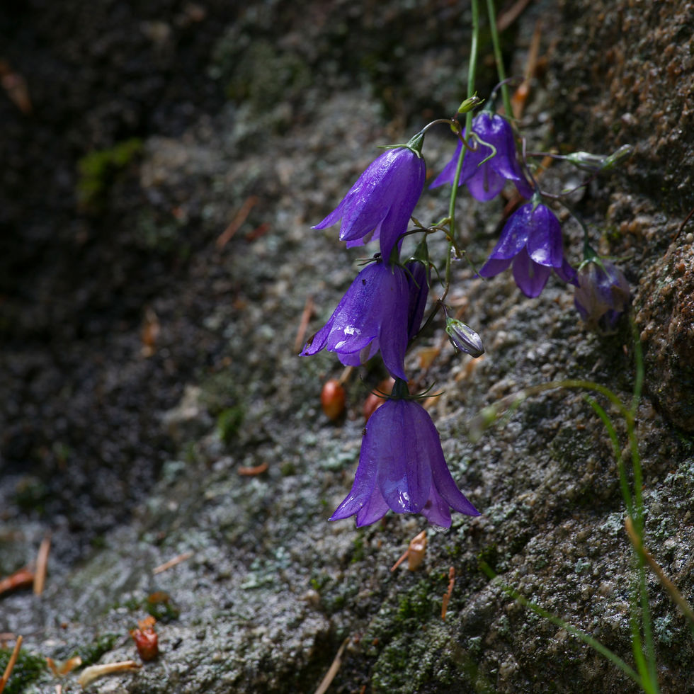 bluebells