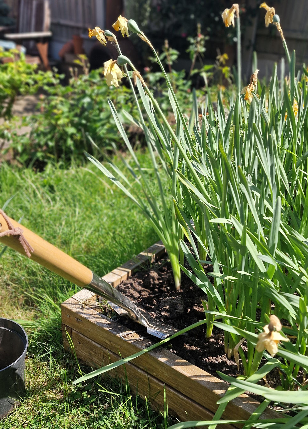 Digging up the Spring bulbs from the Cutting Patch