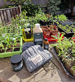 shropshire seaweed_edited.png