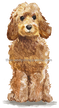 10 Cockapoo (Golden honey)