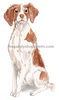 6 Brittany