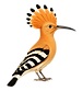 Hoopoe.png