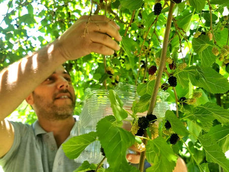 Ein Zivan: An Agricultural Shavuot Festival
