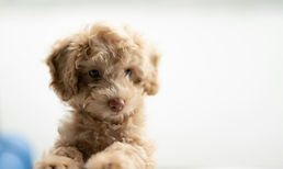 Cute Puppy Portrait | Kindred Canine | Metro Vancouver