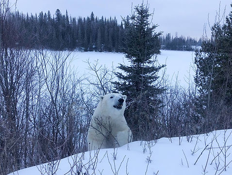 Polar Bear Playing Peekaboo | Cochrane Polar Bear Habitat | Ontario