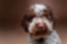 Black Truffle Dog Lagotto Romagnolo