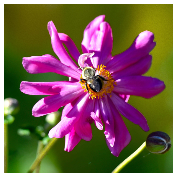 Harmony in Bloom (Japanese Anemone) | Peter Alexander Images