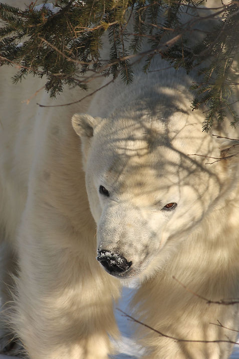 Polar Bear under branch | Cochrane Polar Bear Habitat | Ontario