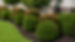 05 shrub pruning.jpg