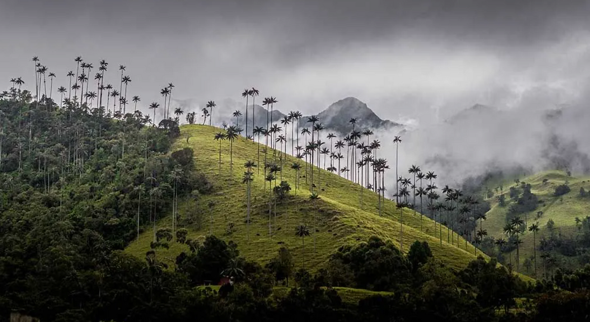 Valle del Cocora, Eje Cafetero, Colombia