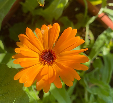 photo calendula newsletter octobre .jpg