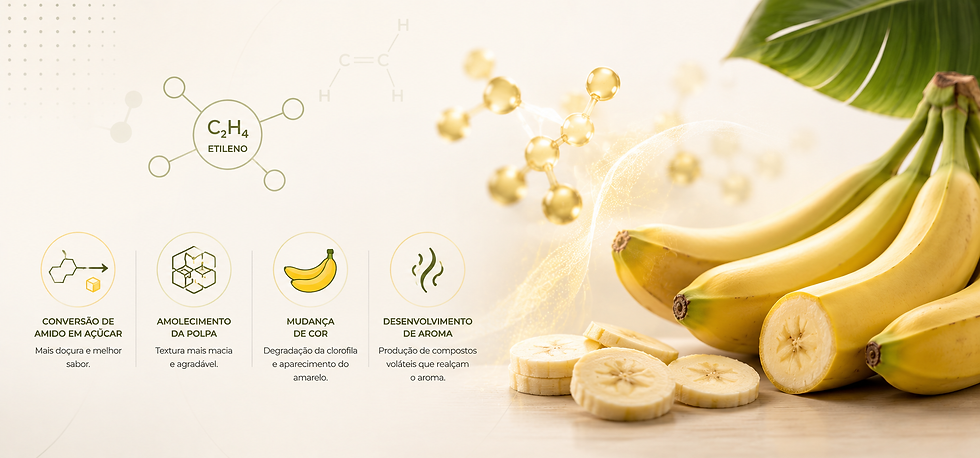 O Papel do Etileno no Amadurecimento das Bananas