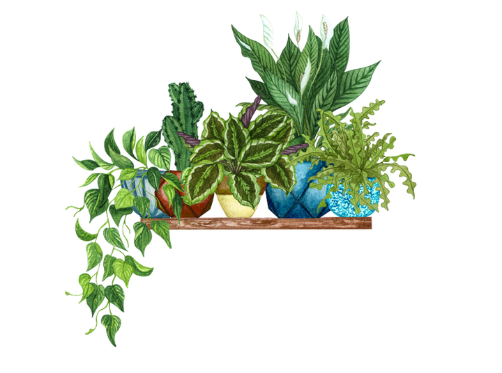 Come and join me in my studio here at Benyenda orchard.png