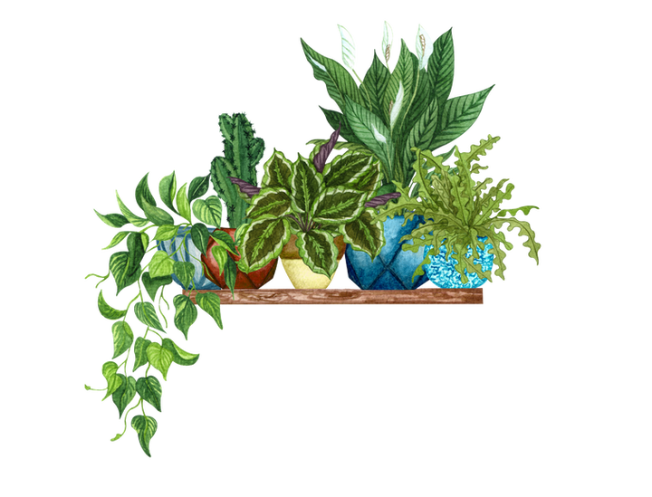 Come and join me in my studio here at Benyenda orchard.png