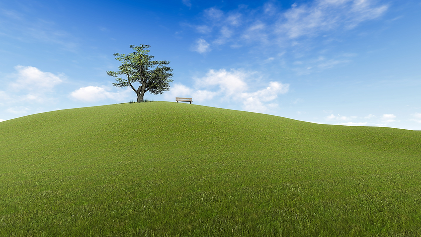grassy field.png