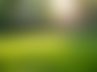 How Dog Waste Pickup Services Help You