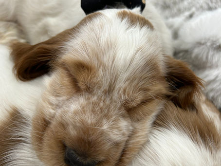 🐾 Expert Puppy Care Tips: From Finding a Breeder to Taking Your Companion Home