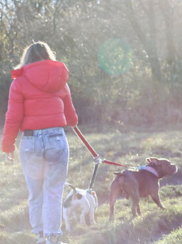Pet Sitter qui promène deux chiens