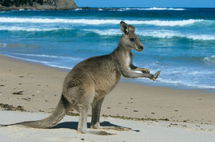 Hop on down to the beach!