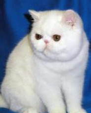 Hushie-155x198.jpg