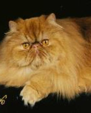sunshinebear-196x172.jpg