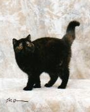 Midnite_Misschief322-147x188.jpg