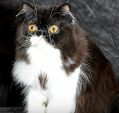 Ozzy_.JPG