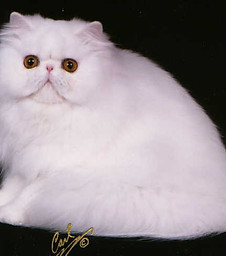 prissie.jpg